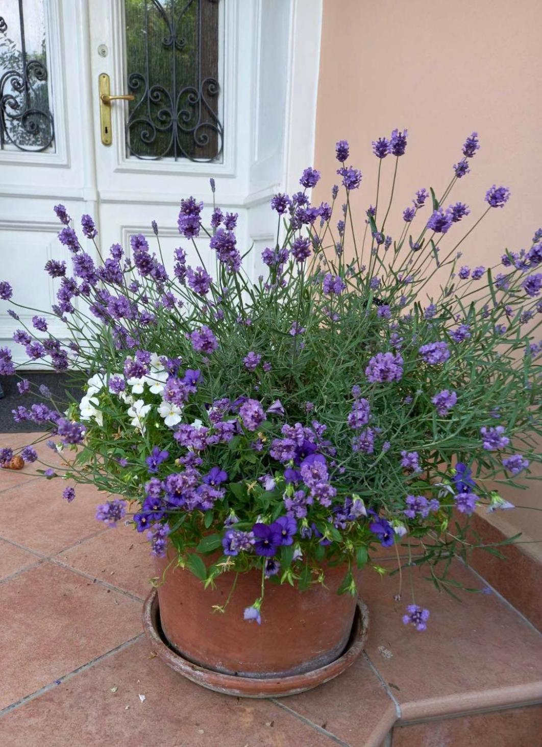 Villa Milada Portorož Buitenkant foto